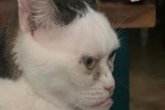 Ảnh mèo giận dỗi cute đáng yêu