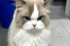 Ảnh mèo giận dỗi cute đáng yêu