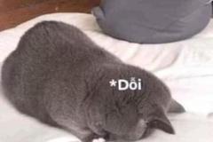 Ảnh mèo giận dỗi cute đáng yêu