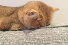 Ảnh mèo giận dỗi cute đáng yêu
