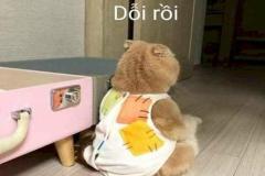 Ảnh mèo giận dỗi cute đáng yêu