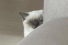 Ảnh mèo giận dỗi cute đáng yêu