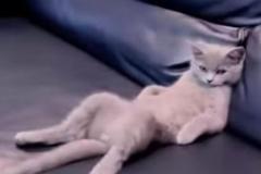 Ảnh mèo giận dỗi cute đáng yêu