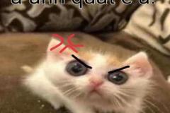 Ảnh mèo giận
