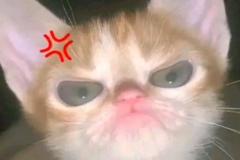 Ảnh mèo giận