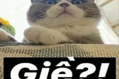 Ảnh mèo giận