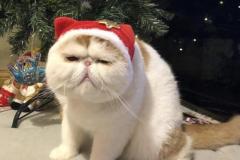 Ảnh mèo giáng sinh meme đáng yêu