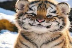 1_anh-meo-hoa-ho-cute-1
