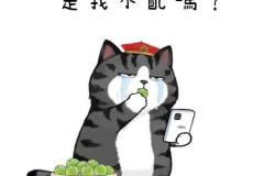anh-meo-hoang-thuong-cute-xinh-1