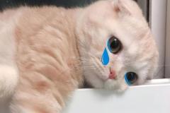 1_anh-meo-cute-1