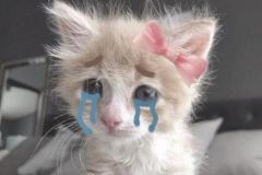 1_anh-meo-cute-khoc-hu-1