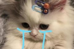 1_meme-anh-meo-khoc-slay-cute-1