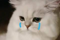anh-meo-cute-khoc-hu-1