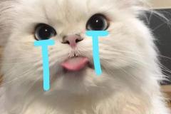 meme-anh-meo-khoc-slay-cute-1