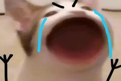 1_meme-anh-meo-khoc-thet-1