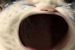 1_meme-anh-meo-khoc-thet-gao-1