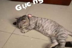 1_anh-meo-luoi-meme-1