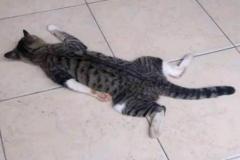 1_anh-meo-luoi-meme-cute-1