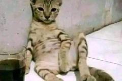 anh-meo-luoi-meme-cute-1