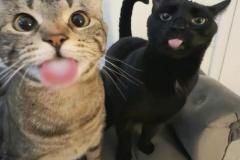 Ảnh 2 con mèo đôi cute đáng yêu hài hước