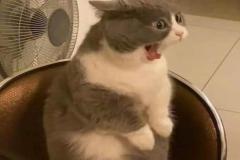 Ảnh mèo béo ú meme hài hước