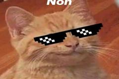 Ảnh mèo meme hài hước