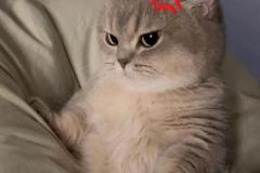 meme ảnh mèo giận dỗi đáng yêu bựa