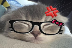 Ảnh mèo meme hài hước
