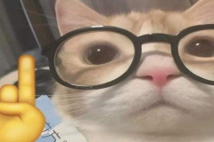 Ảnh mèo meme hài hước