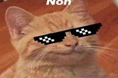Ảnh mèo meme hài hước