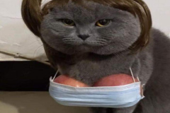 anh-mao-meme-bua-cute-1