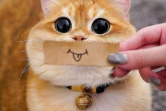 anh-meo-beo-u-meme-1