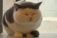 anh-meo-beo-u-meme-cute-1