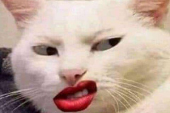 anh-meo-cuoi-deu-meme-cute-1