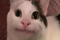 anh-meo-den-trang-meme-1