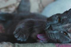 Ảnh mèo đen cute