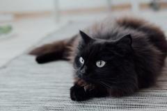 Ảnh mèo đen cute
