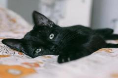Ảnh mèo đen cute