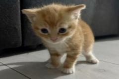 Ảnh mèo mướp con đáng yêu