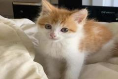 Ảnh mèo mướp con đáng yêu