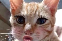 Ảnh mèo mướp meme cute