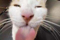 Ảnh mèo mướp meme cute
