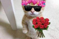 Ảnh mèo mướp meme cute