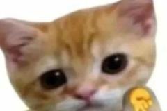 Ảnh mèo mướp meme cute