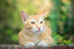 Ảnh mèo mướp vàng siêu đẹp siêu đáng yêu
