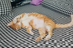 Ảnh mèo mướp vàng siêu đẹp siêu đáng yêu