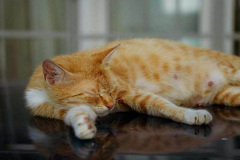Ảnh mèo vàng đẹp cute