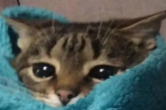 Ảnh mèo nằm đáng yêu