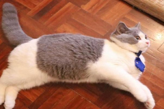 Ảnh mèo nằm đẹp dễ thương