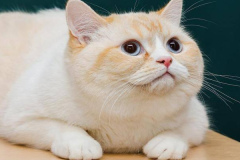 Ảnh mèo nằm đẹp dễ thương